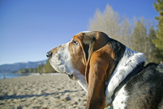 beach basset 4a