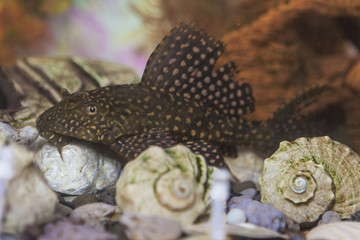 Separate Odinary Corydoras Paleatus Individual known as Sheatfis