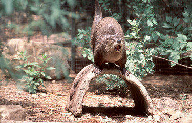 otter