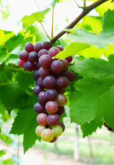 red wine grapes hang from a vine