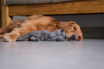 Golden retrievers and shorthair kitten