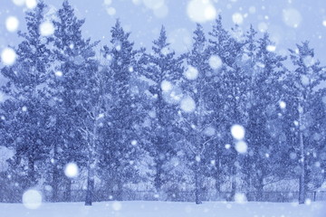 ホワイトクリスマス