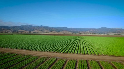 Low aerial view of a large produce farm field
