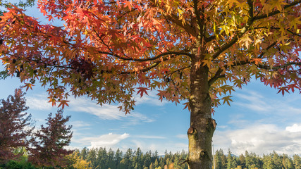 colorful maple tree © leonw302