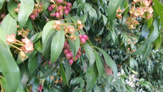 Tree of magenta cherry named also magenta lilly pilly, scientific name Syzygium paniculatum, with edible wild fruits excellent for preparing jams.