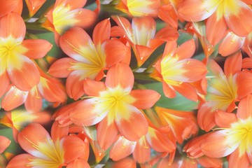 Beautiful Orange Star Lily Flowers Background 