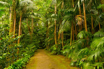 Footpath in a dense rainforest. Biological park diversity on volcanic island of Azores, Portugal.