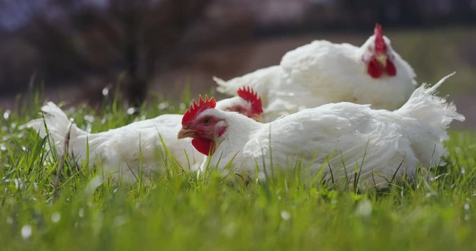 Super slow motion macro of a couple of white hens on a farmland (close up)