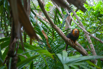 Monkey in Jungle