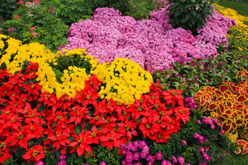Fototapeta na wymiar Wild chrysanthemum flower / A view of colorful Wild chrysanthemum flower in the garden , korea 