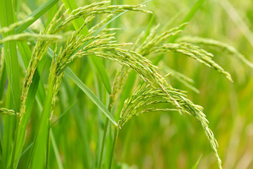 Ear of Rice