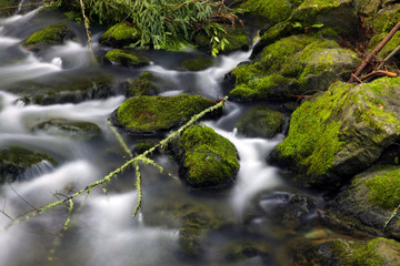 Fototapeta premium mossy stones in water