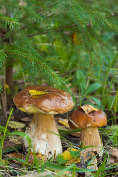 Boletus Edulis. Two Edible Mushrooms Boletus Edulis (Porcini) Growing In Autumn Forest Close Up.