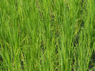 Young rice plant in the field.
