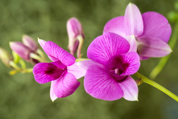 Fototapeta na wymiar Thai Orchid