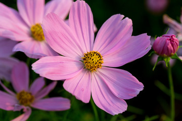 Obraz premium Cosmos Flower
