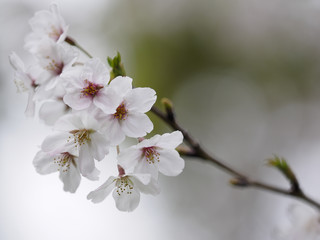 桜