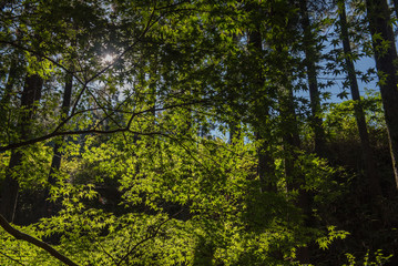 maple tree against the shining sun. light and Shadow.in forest