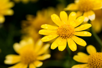 Thymophyllia
