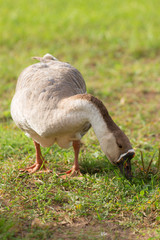 Goose eating grass