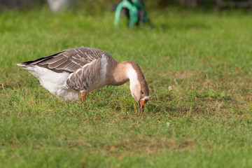 Goose on the grass