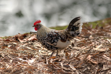 Portrait of a chicken in autumn
