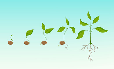 Plant growth evolution from bean seed to sapling