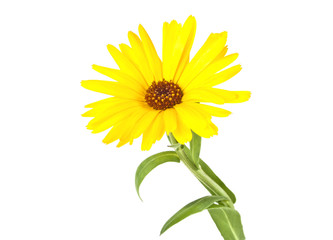 Calendula. Marigold flower with leaves isolated on a white backg