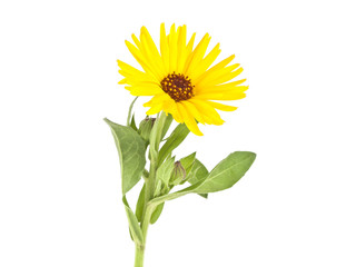 Fototapeta premium Calendula. Marigold flower with leaves isolated on a white backg