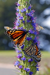 Fototapeta na wymiar monarch butterflies on flower