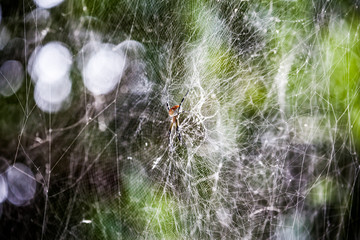 spider web 