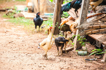 Chickens indigenous to Thailand.