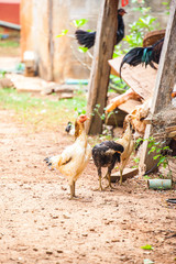 Chickens indigenous to Thailand.