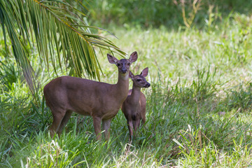 Fototapeta premium White-tailed deer - Odocoileus virginianus