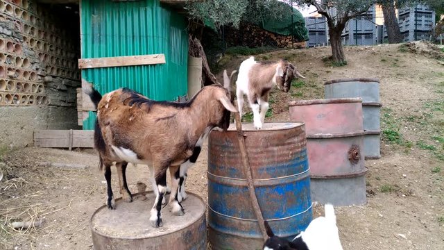 Famiglia di caprette nella fattoria