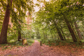 Obraz premium Forest landscape. Country road path with green trees. Beauty summer day.