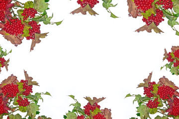 Branch with red berries viburnum. Autumn landscape.