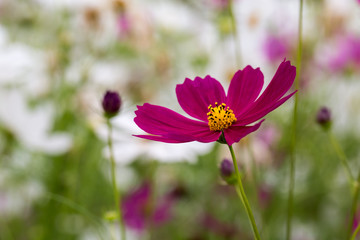 Fototapeta premium Cosmos Flower