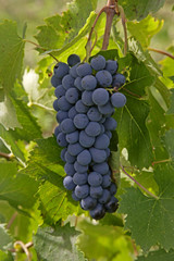 grapes
