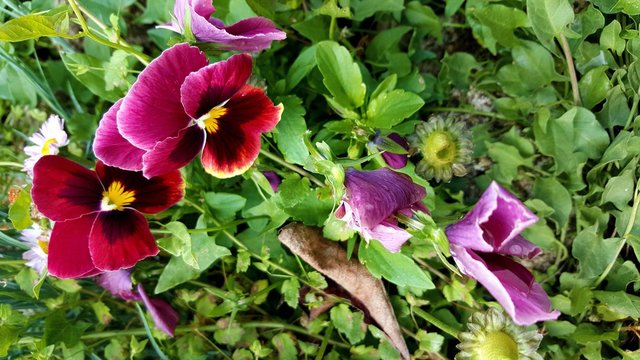 Fleurs