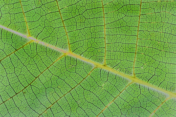 green leaf background