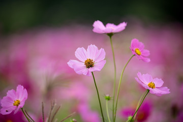 Cosmos Flower