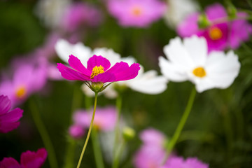 Fototapeta premium Cosmos Flower