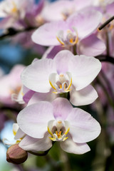 Naklejka na ściany i meble Farland Orchid