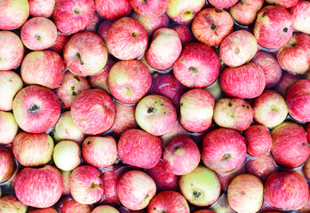 Many red apples floating in the water.