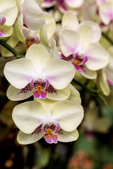 Naklejka na ściany i meble Farland Orchid