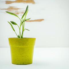Fresh sage potted on white shabby wooden background. Sage plante