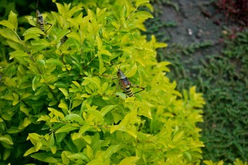 Big locust on a quite green plant