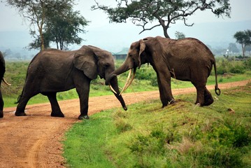 Two elephants who play on a dirt track