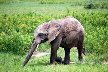 Baby elephant who plays with some water